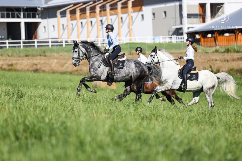 Jeźdźcy galopują na koniach po zielonym trawiastym polu