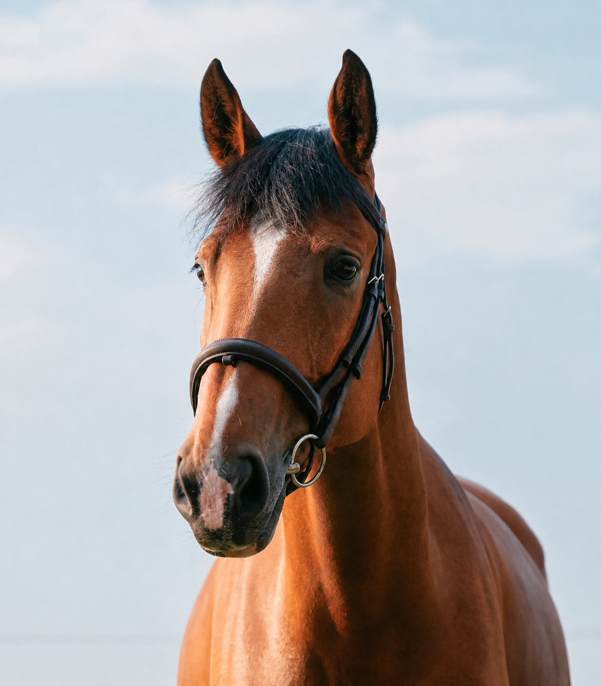 Caprice — młoda klacz skokowa Sentio Equestrian