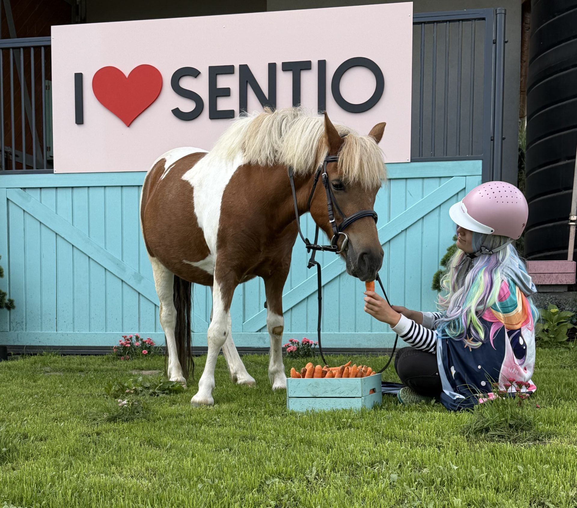 Dziecko w kasku ochronnym karmi marchewką kucyka w ośrodku Sentio Equestrian