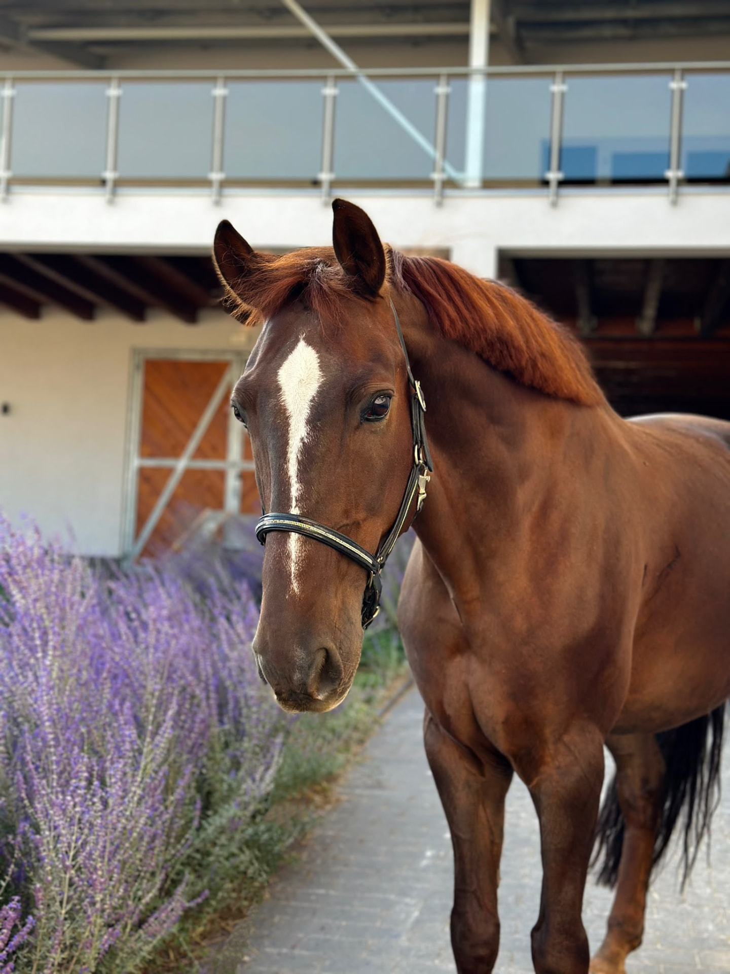 Choco — a gelding for learning show jumping, Sentio Academy