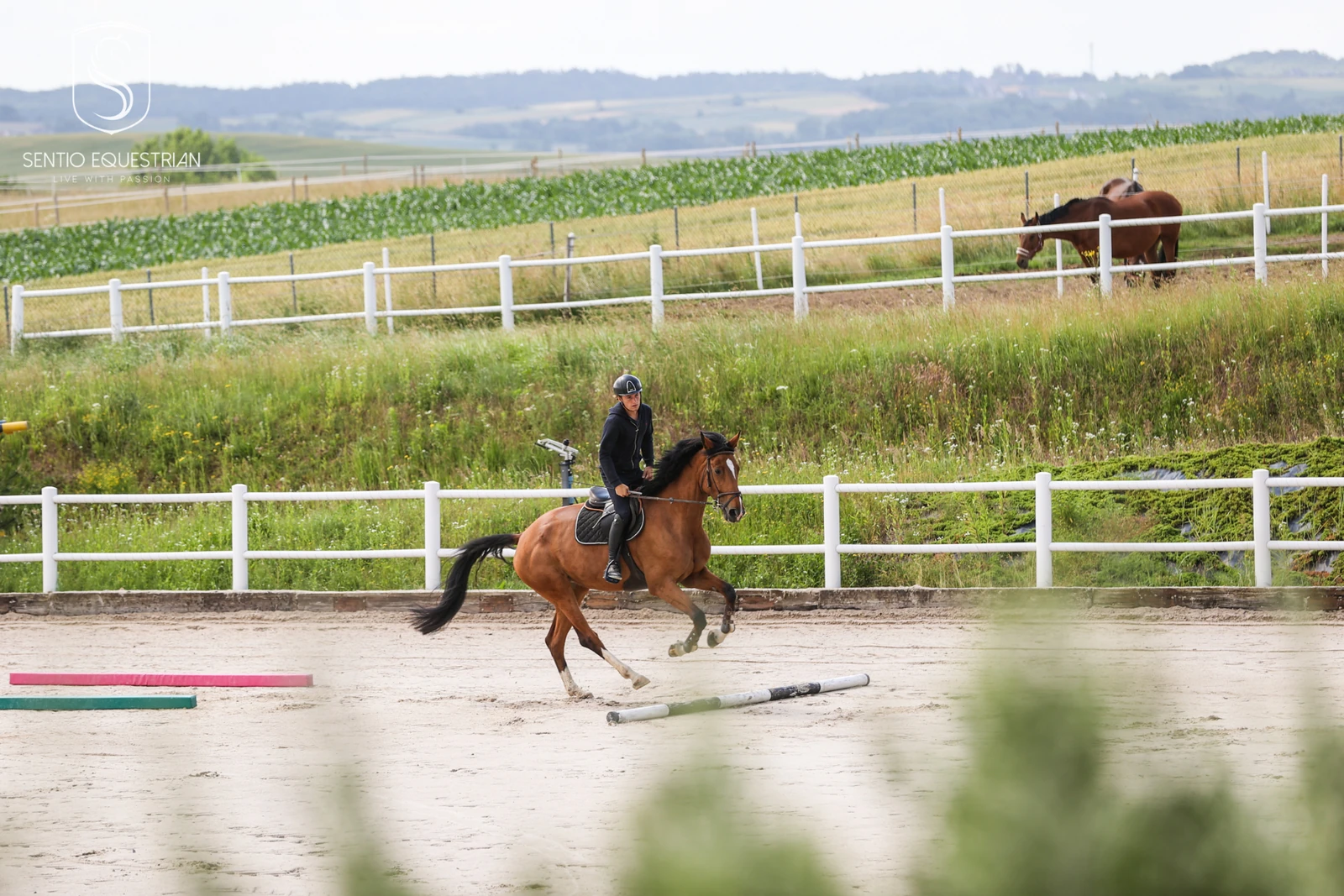 Jeździec galopuje na gniadym koniu po placu treningowym