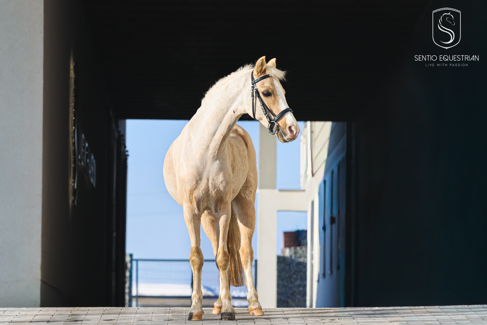 Kucyk Bellisimo W — Sentio Pony Club