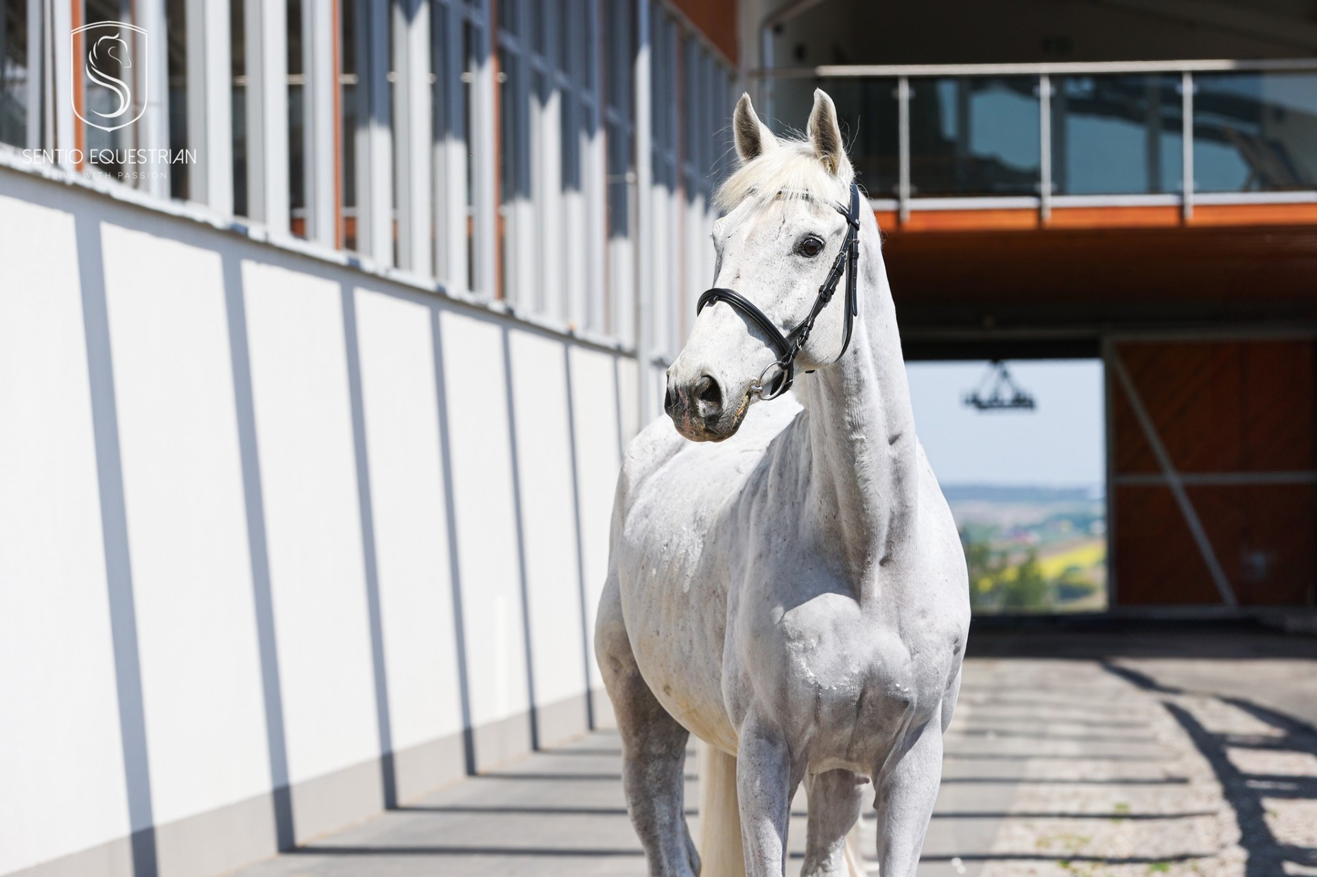 Koń Emir — Sentio Academy