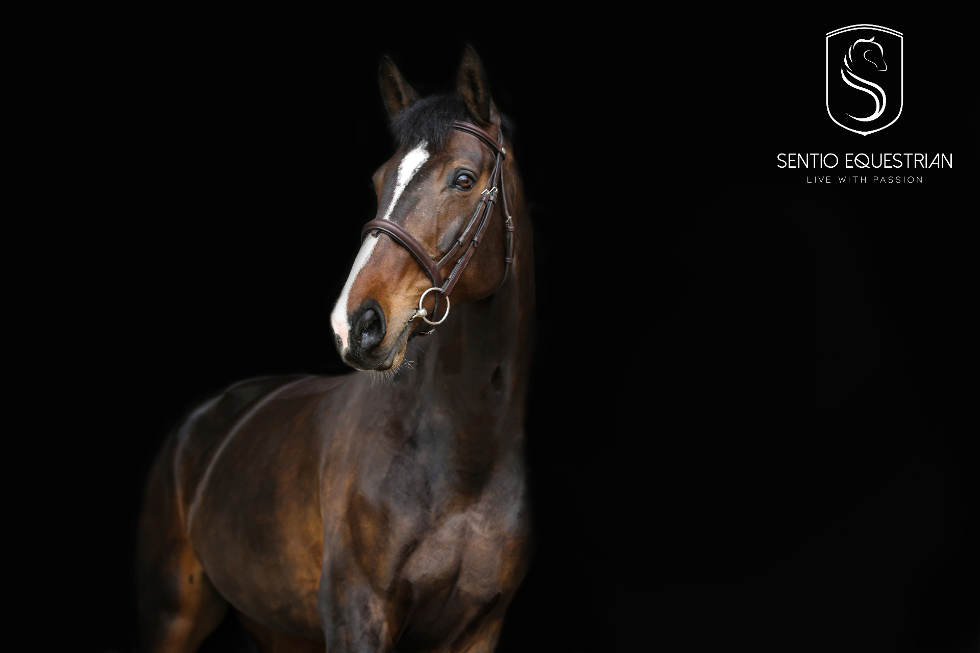 Fadina PP — klacz skokowa Sentio Equestrian, poziom Grand Prix