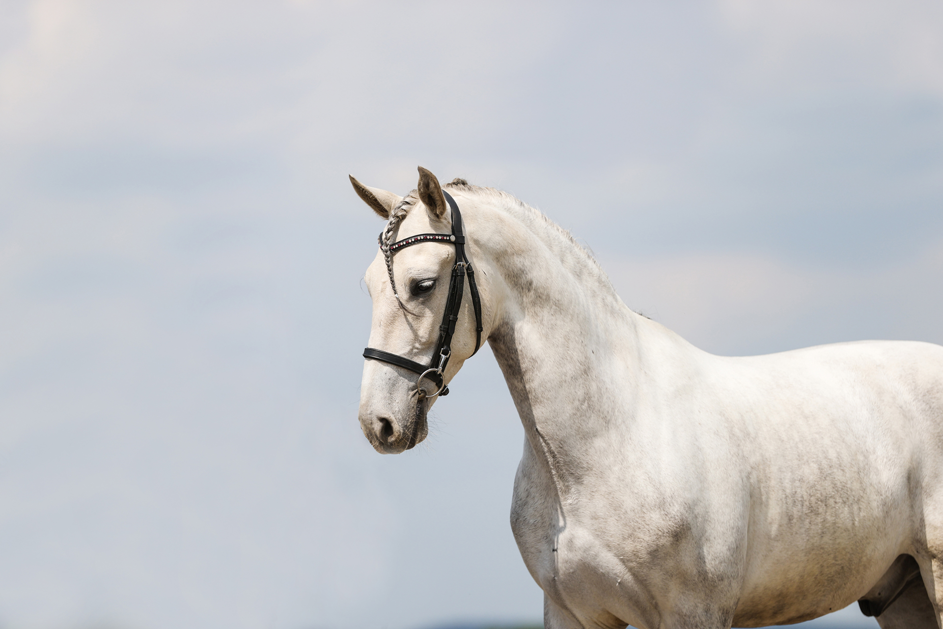 Favorito Aldara — siwy andaluz