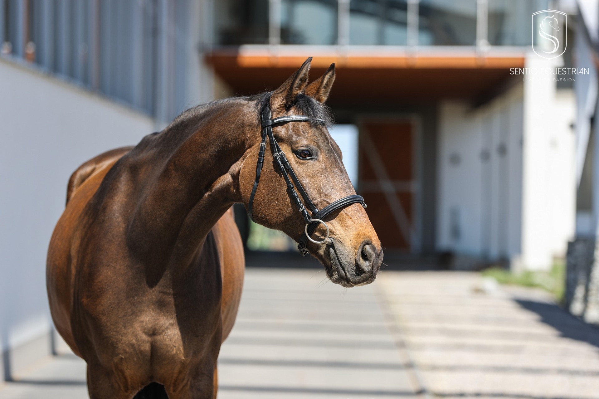 Koń Fuks — Sentio Academy