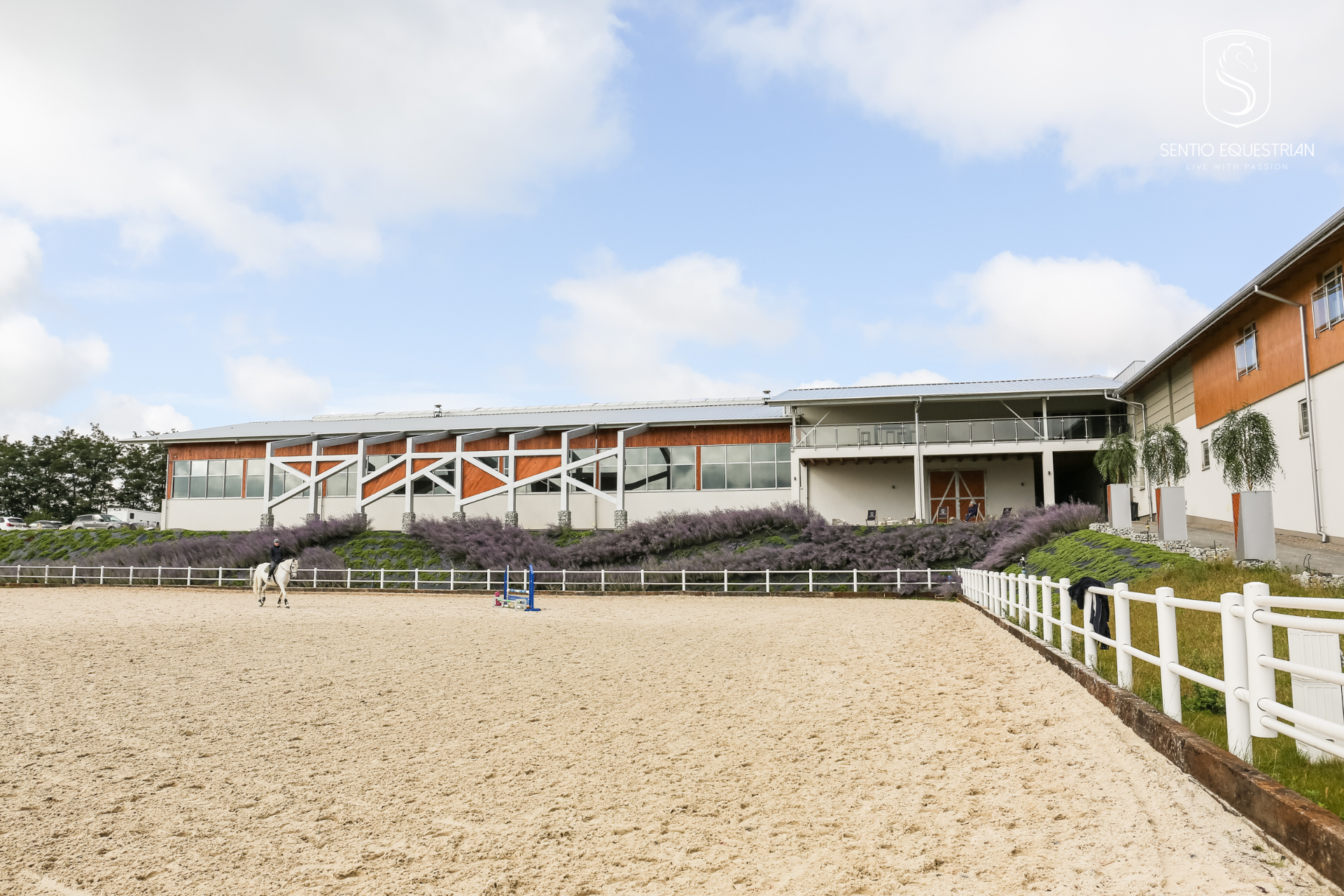 Padoki i konie na zewnątrz