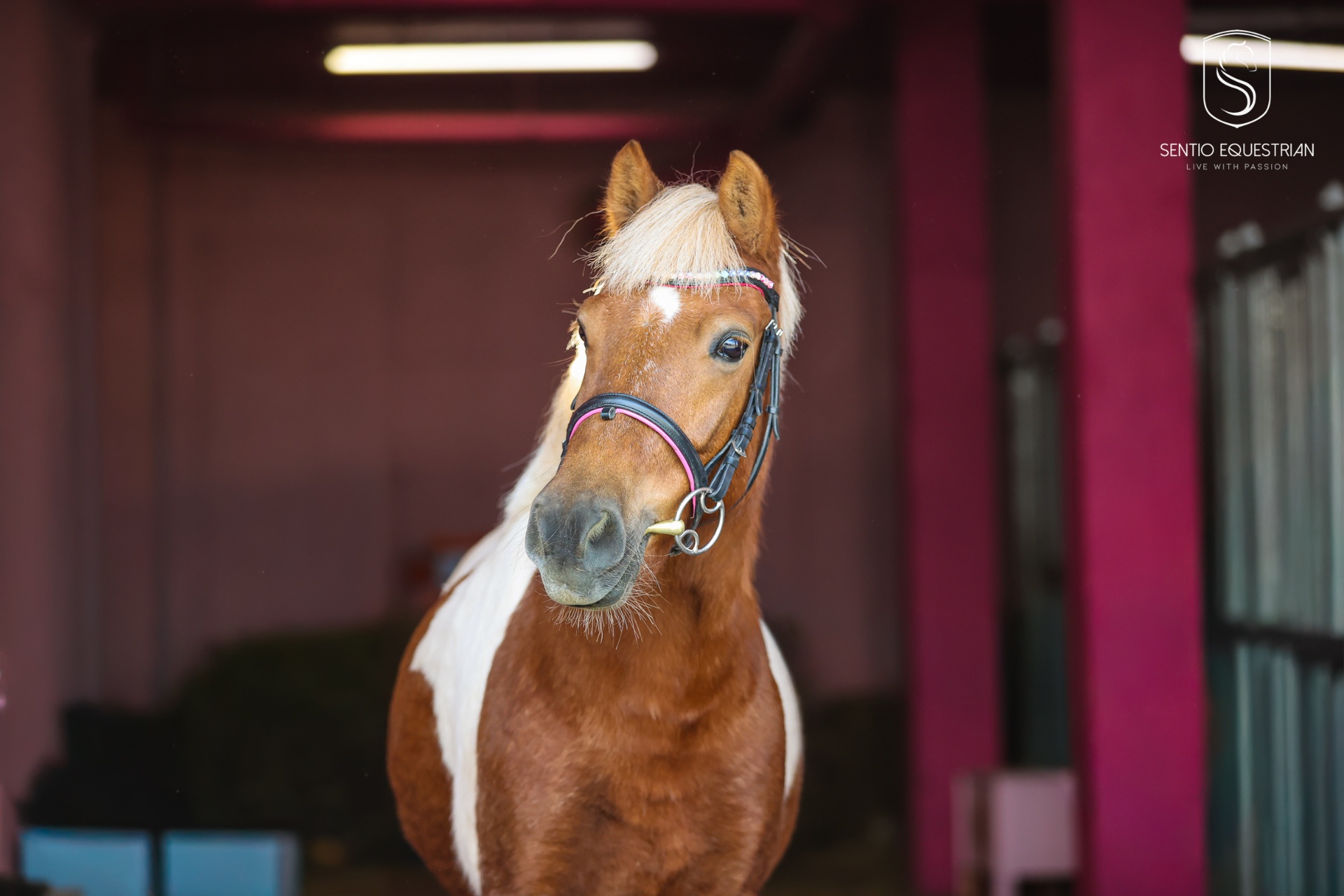 Kucyk Hera — Sentio Pony Club