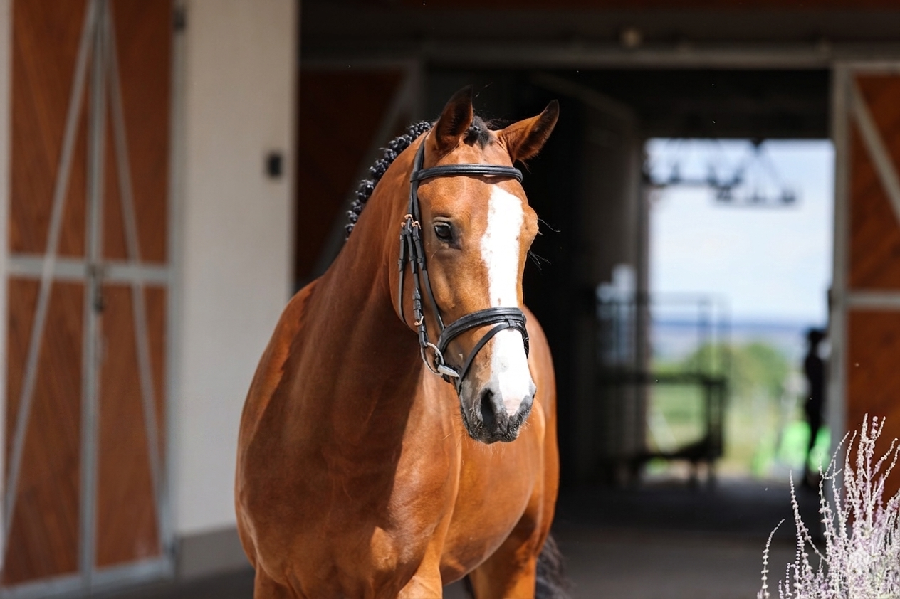 Sparta de Betze Z — klacz skokowa Sentio Equestrian, w treningu