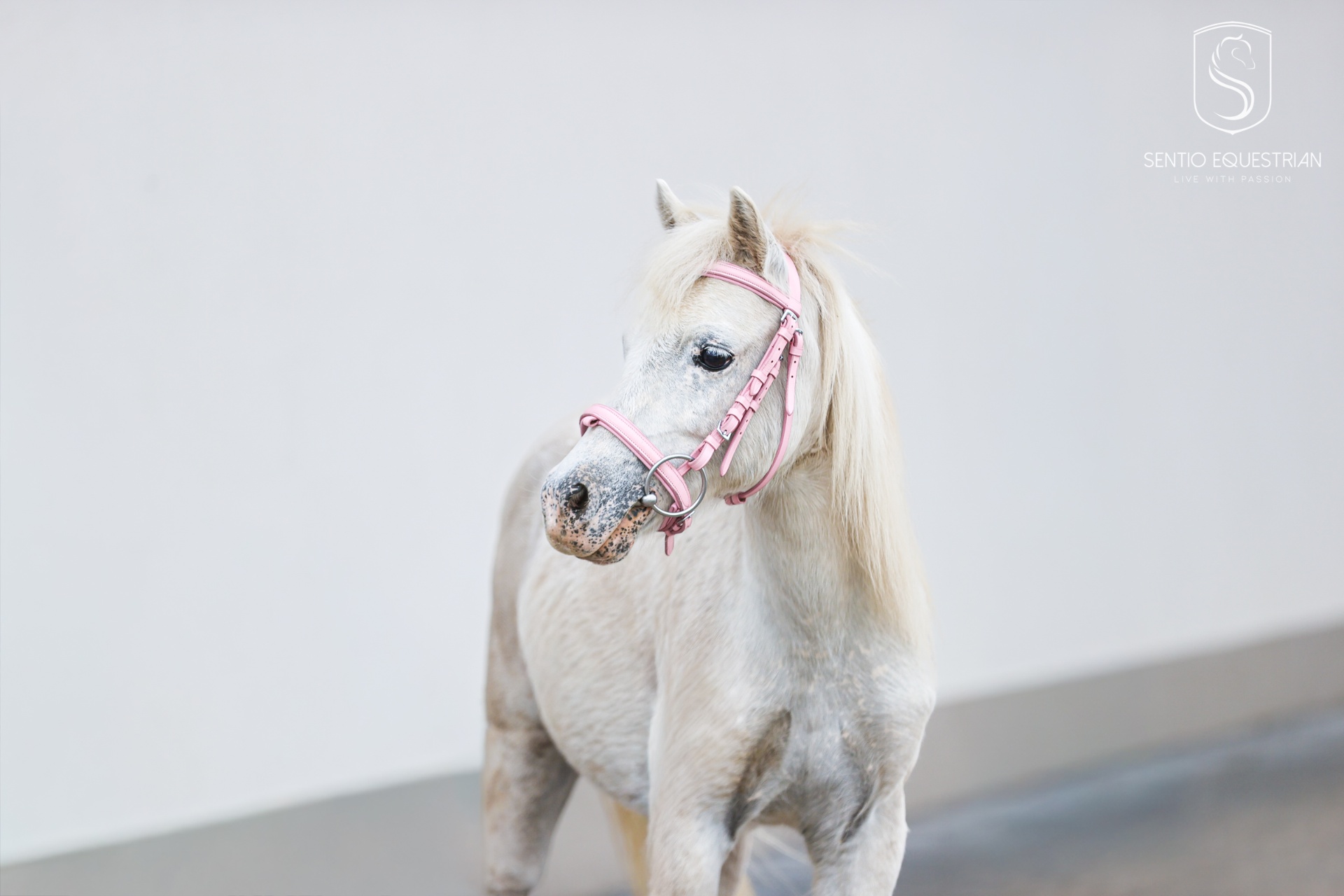 Kucyk Megi — Sentio Pony Club