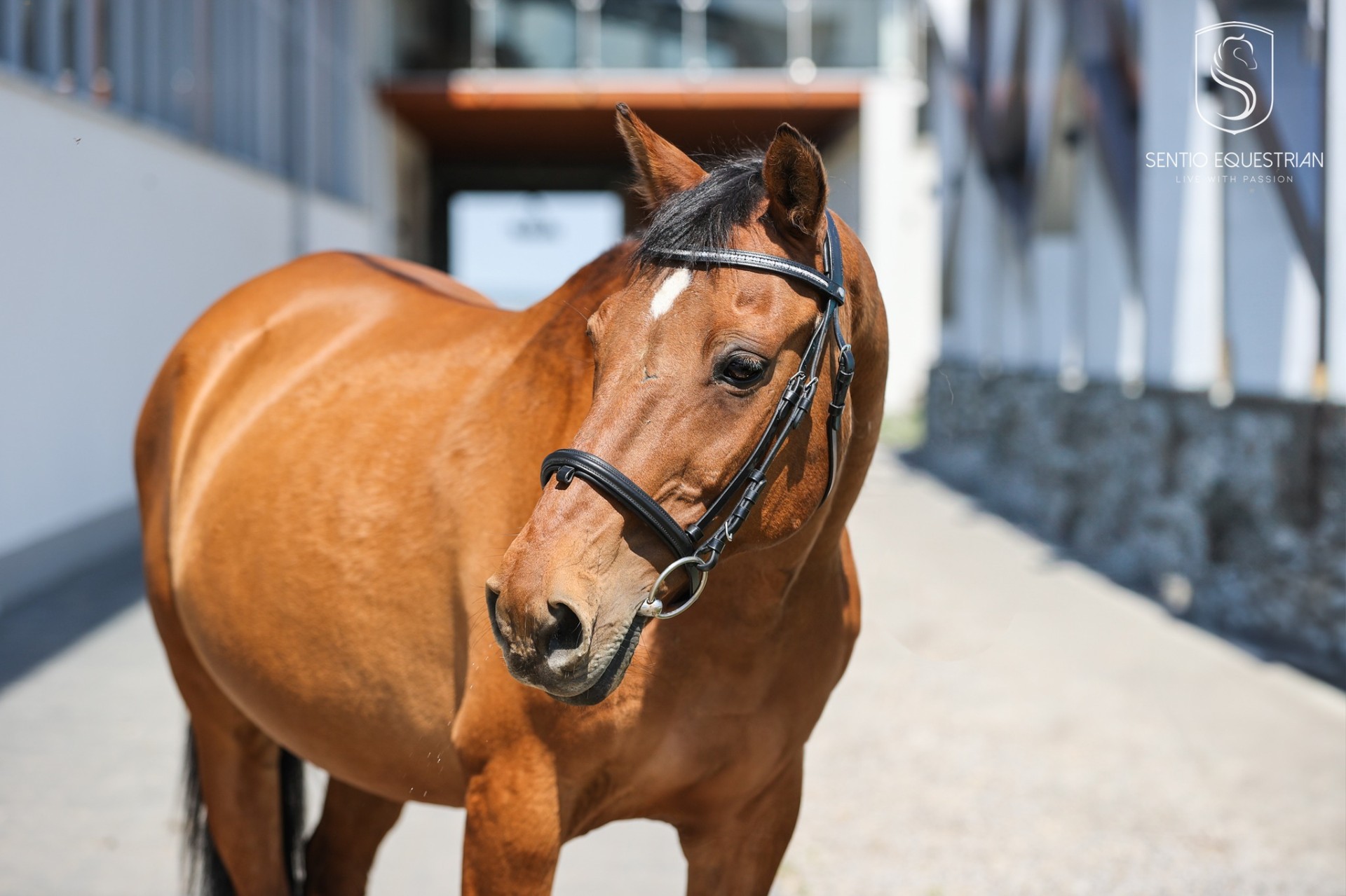 Kucyk Pierwiosnek — Sentio Pony Club