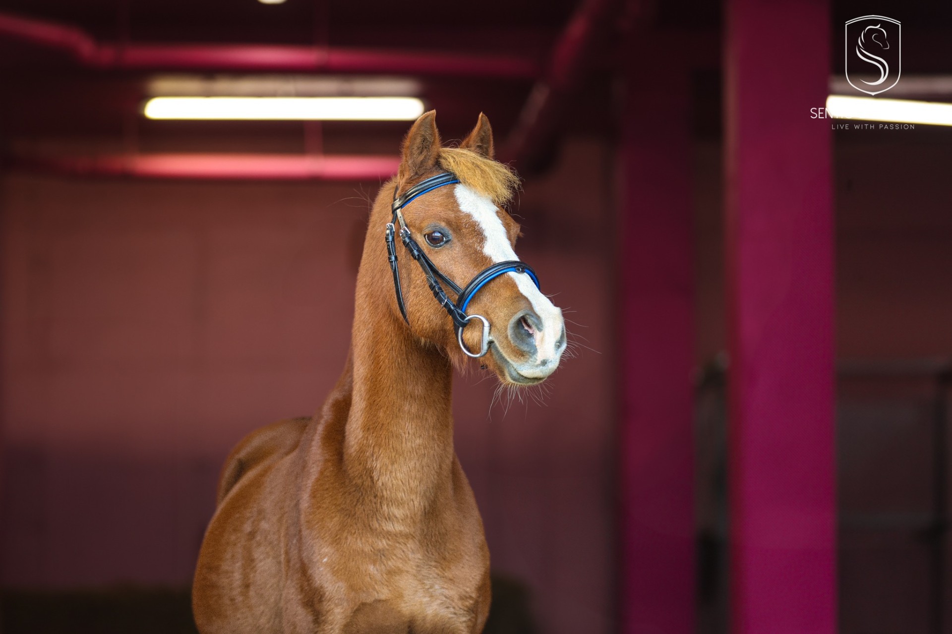 Kucyk Polleke — Sentio Pony Club