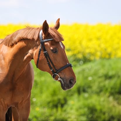 Koń Princessa — Sentio Academy