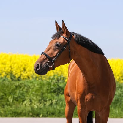 Koń Quina — Sentio Academy