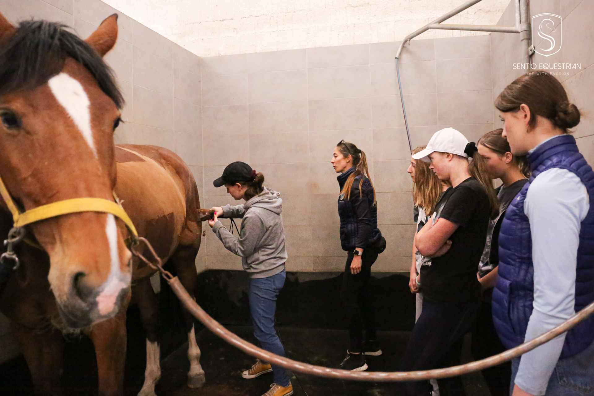 Warsztaty pielęgnacji konia