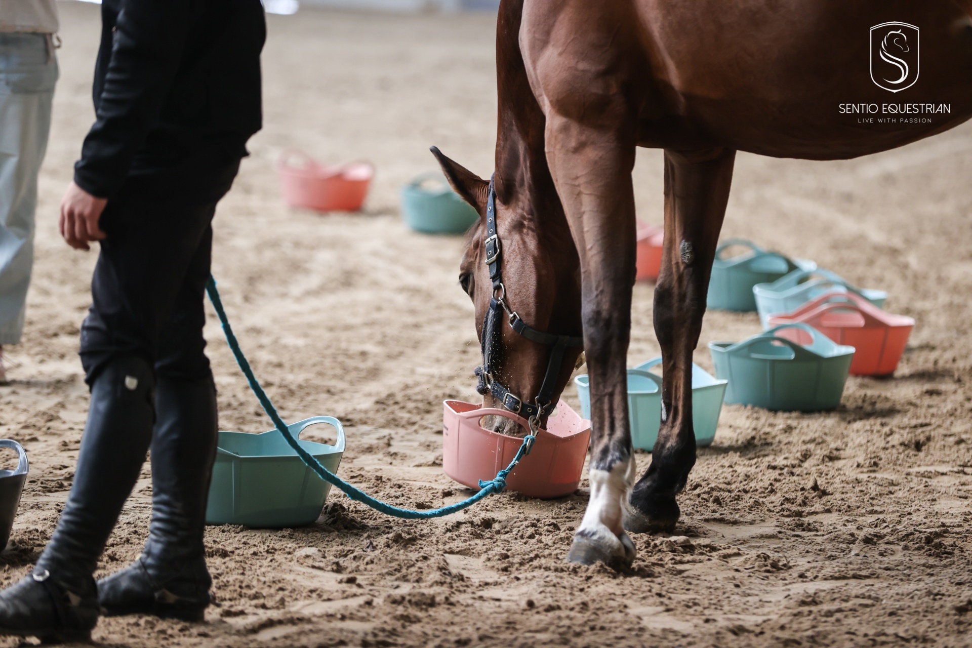Ćwiczenia z koniem na hali