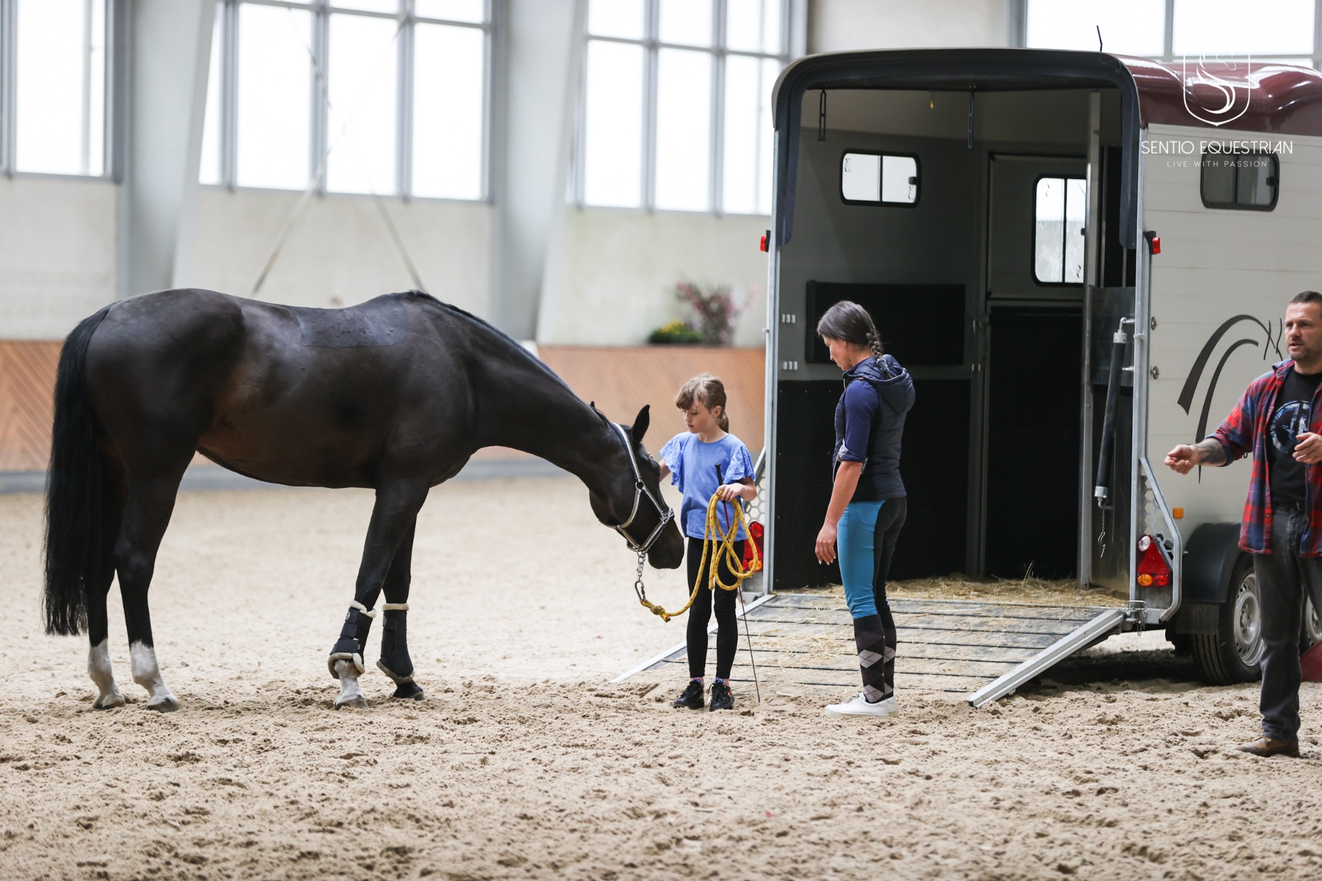 Nauka załadunku konia do przyczepy